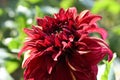 very pretty colored red dahlia garden flower from close Royalty Free Stock Photo