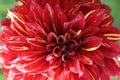 very pretty colored red dahlia garden flower from close Royalty Free Stock Photo