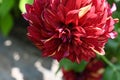 very pretty colored red dahlia garden flower from close Royalty Free Stock Photo