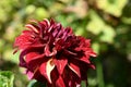 very pretty colored red dahlia garden flower from close Royalty Free Stock Photo