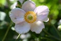 very pretty colorful anemone flower from close in the sunshine