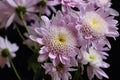 Very pretty colorful autumn chrysanthemum close up in the sunshine