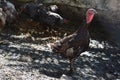 Very pretty colorful big turkey close up