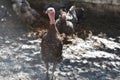 Very pretty colorful big turkey close up