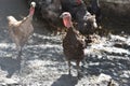 Very pretty colorful big turkey close up Royalty Free Stock Photo