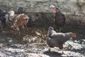 Very pretty colorful big turkey close up Royalty Free Stock Photo