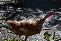 Very pretty colorful big turkey close up Royalty Free Stock Photo