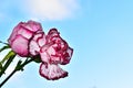 Very pretty colorful carnation and rose close up in the sunshine Royalty Free Stock Photo