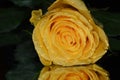 Very nice colorful rose close up on  the mirror Royalty Free Stock Photo