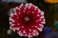 Very pretty colorful dahlia flower close up Royalty Free Stock Photo