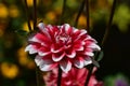 Very pretty colorful dahlia flower close up Royalty Free Stock Photo