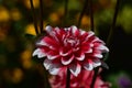 Very pretty colorful dahlia flower close up Royalty Free Stock Photo