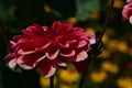 Very pretty colorful dahlia flower close up Royalty Free Stock Photo