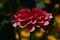 Very pretty colorful dahlia flower close up Royalty Free Stock Photo