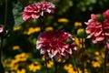 Very pretty colorful dahlia flower close up Royalty Free Stock Photo