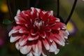 Very pretty colorful dahlia flower close up Royalty Free Stock Photo