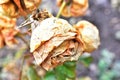 Very pretty colorful dry rose in the sunshine Royalty Free Stock Photo