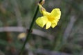 Very pretty colorful flowers close up in decembar