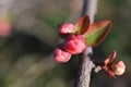 Very pretty colorful flowers close up in decembar