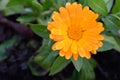 Very pretty colorful flowers close up in decembar