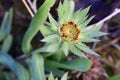 Very pretty colorful flowers close up in decembar Royalty Free Stock Photo