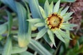 Very pretty colorful flowers close up in decembar