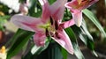 Very pretty colorful flowers close up in decembar