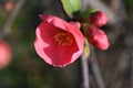 Very pretty colorful flowers close up in decembar