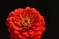 very pretty colorful garden red zinnia flower on a black background Royalty Free Stock Photo