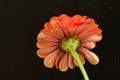 very pretty colorful garden red zinnia flower on a black background Royalty Free Stock Photo