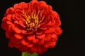 very pretty colorful garden red zinnia flower on a black background Royalty Free Stock Photo