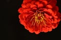 very pretty colorful garden red zinnia flower on a black background Royalty Free Stock Photo