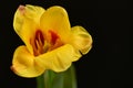 the very pretty colorful garden tulip flower close up view Royalty Free Stock Photo