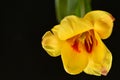 the very pretty colorful garden tulip flower close up view Royalty Free Stock Photo