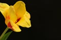 the very pretty colorful garden tulip flower close up view Royalty Free Stock Photo