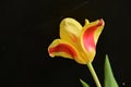 the very pretty colorful garden tulip flower close up view Royalty Free Stock Photo