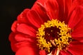 very pretty colorful garden zinnia flower on a black background Royalty Free Stock Photo