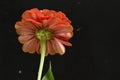 very pretty colorful garden zinnia flower on a black background Royalty Free Stock Photo