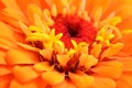 very pretty colorful garden zinnia flower on a black background Royalty Free Stock Photo