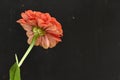 very pretty colorful garden zinnia flower on a black background Royalty Free Stock Photo