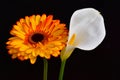 Very pretty colorful gerber and calla in the sunshine Royalty Free Stock Photo