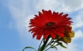 The very pretty colorful gerber flower close up