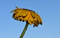 The very pretty colorful gerber flowers close up Royalty Free Stock Photo