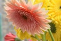 Very pretty colorful  gerber flowers close up Royalty Free Stock Photo