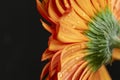 very pretty colorful gerbera daisy flower and water drops on the petals Royalty Free Stock Photo
