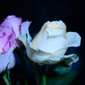 Very pretty colorful glowing roses close up Royalty Free Stock Photo