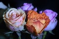 Very pretty colorful glowing roses close up Royalty Free Stock Photo