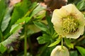 the very pretty colorful hellebore flower close up view