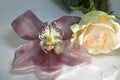Very pretty colorful orchid with the rose and the water drops Royalty Free Stock Photo