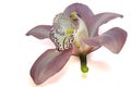 Very pretty colorful orchid with the rose and the water drops Royalty Free Stock Photo